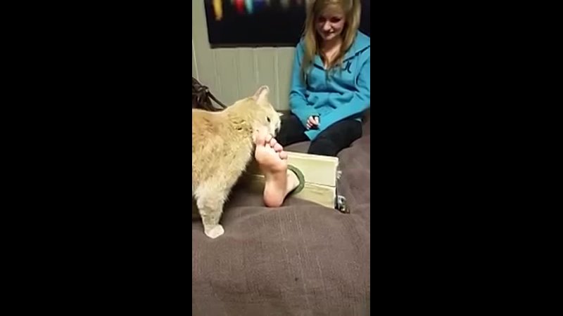 Cat licking girls