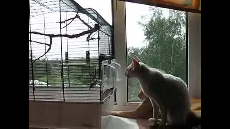 Первая встреча скворца и кошек\The starling Silver first meets cats