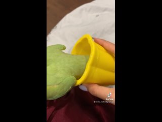 Видео от  | Попугаи