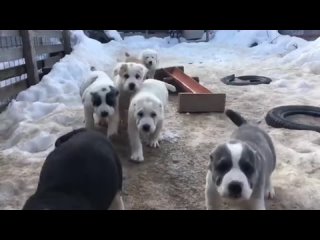 Предлагаются шикарные 😍 щенки породы Алабай (САО). Осталось всего 3 щенка. Предлагаются для выставок и разведения 🏆