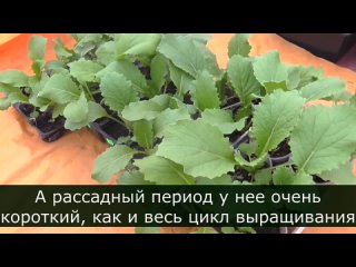 Простой уход за рассадой пекинской капусты за две недели до высадки в грунт