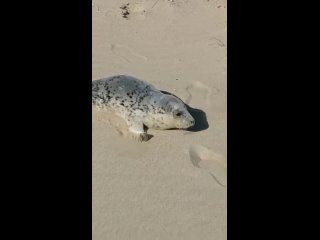 А СТРАДАЮТ В ИТОГЕ ТЮЛЕНИ…

В четверг в Зеленоградске на берегу нашли детёныша тюленя.