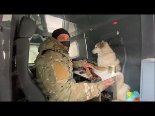 Милота! Пёс прибился к бойцам ДНР «Мариуполь освобождает. Это наш верный товарищ» #Мариуполь