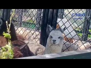В Ленинградском зоопарке альпаке Шарлотке исполнился 1 годик!