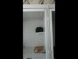 Видео от "МурОтель" | Передержка кошек  г.Торжок