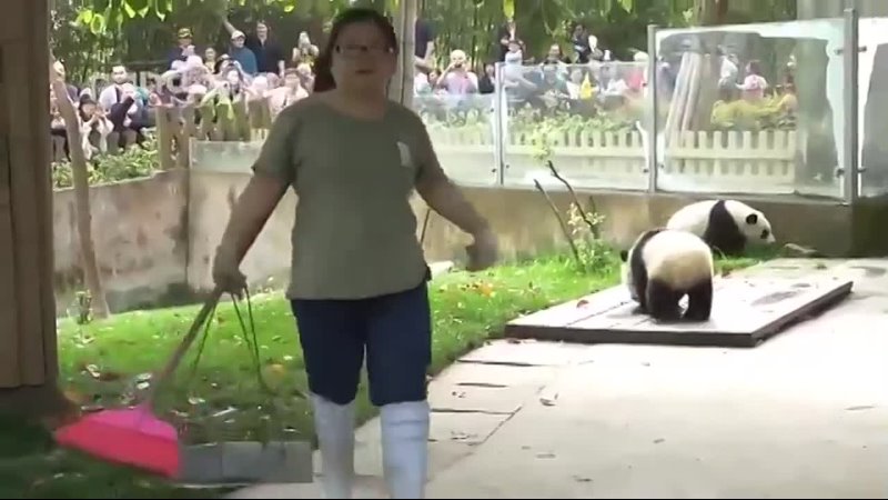 панды хотят