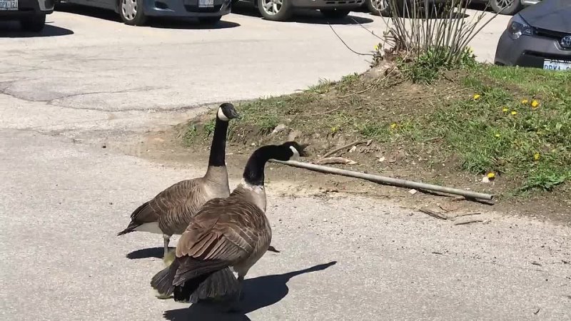 Canada goose vs 