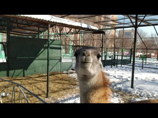 Видео от Омский зоопарк