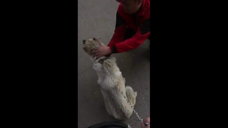 Видео от Собака Счастья Фонд помощи животным