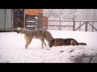 Волчья любовь. Волкособы Аяврик и Луна играют на снегу. Пара волков, волчья пара. Волчья стая.