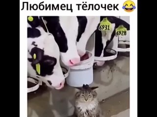 Приколы Любимец тёлочек