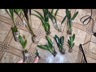 Новые орхидеи от Peruflora ( Перуфлора ) и Seidel orchids ( Сейдель )