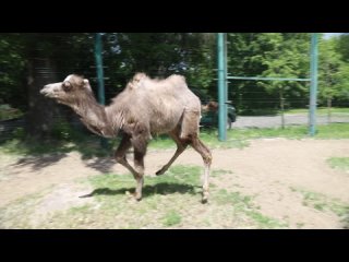 В Ростовском зоопарке – пополнение