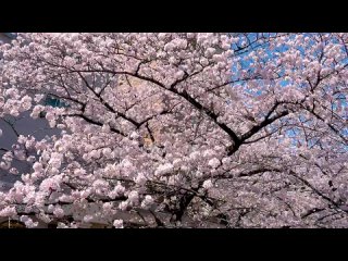 【Cherry blossoms】 TOKYO.mp4