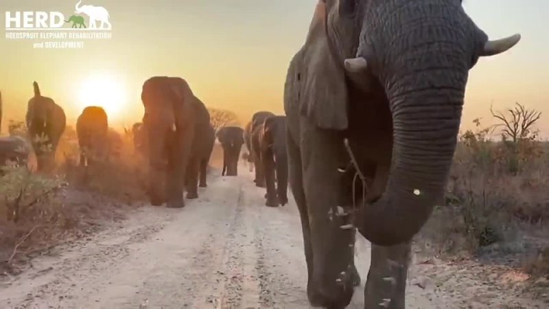 Two Sweet and Clumsy Stumbles for Orphaned elephant Khanyisa as she walks with her