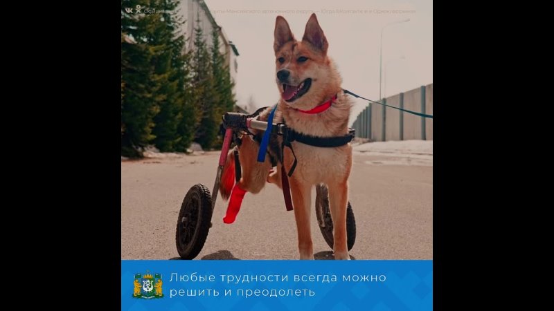 Барни – жизнерадостная собака на коляске