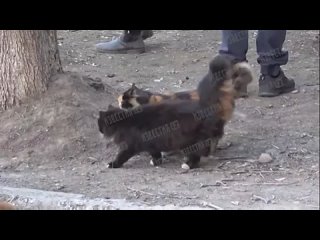 Как выживают, корреспондент Известий показал котиков в Мариуполе