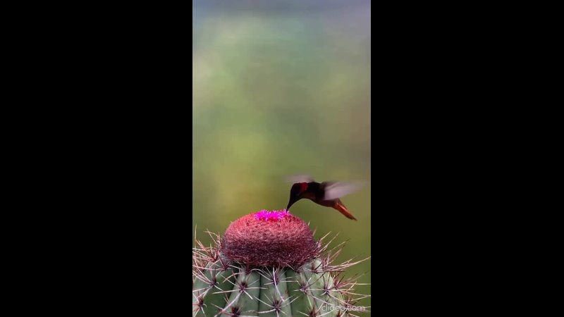 Самец рубинового колибри