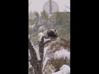 Панда наводит суету