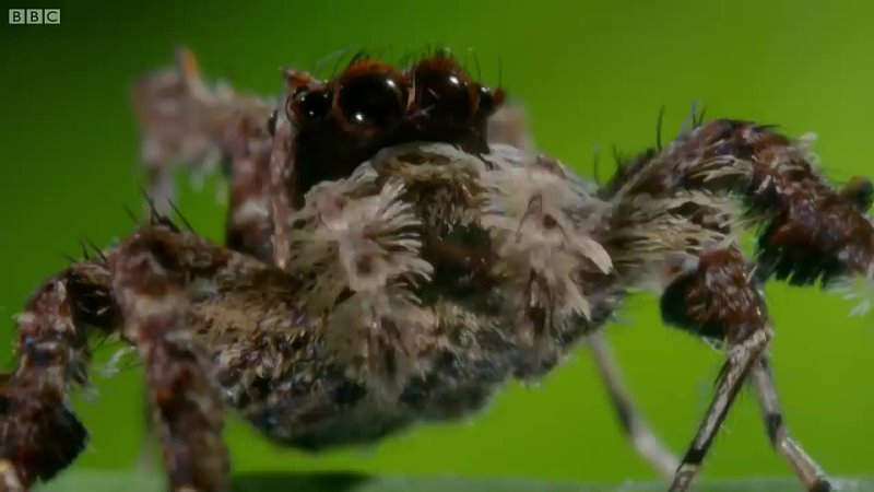 Portia fimbriata — прыгающий паук
