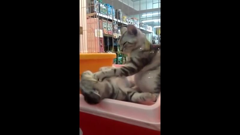 cat massage