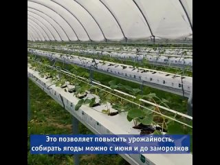 «Шуйские ягоды» увеличили площадь посевов и начали выращивать клубнику по новой технологии (720p).mp4