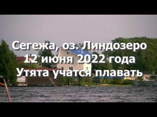 Segezha 2022 вылупились утята Линдозеро Карелия Сегежа