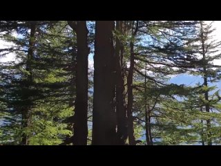 Кедр - чудо-дерево