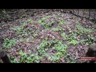 Primitive Technology: Sweet potato patch