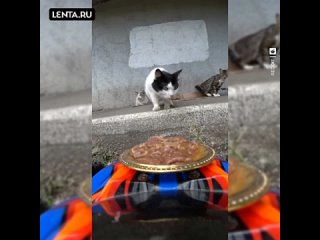 Курьерская доставка корма для бездомных котиков
