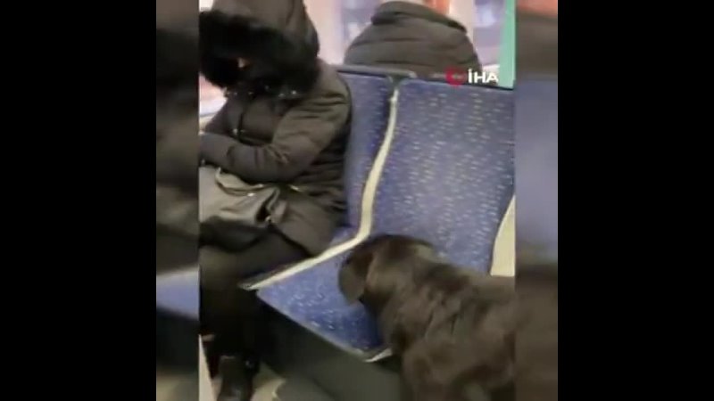 A dog on the bus in istanbul