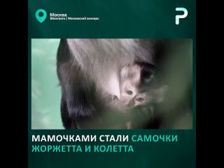 Детеныши редкого львинохвостого макака