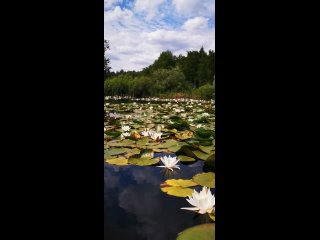 В царстве белой кувшинки.