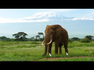 African Safari - Scenic Wildlife Film With African Music