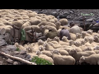 Отгонное овцеводство в хозяйстве Обода. 4500 голов Дагестанской горной породы. Село Камилух