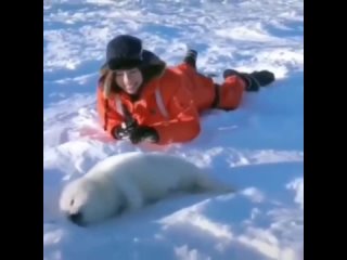 Белёк - детеныш тюленя