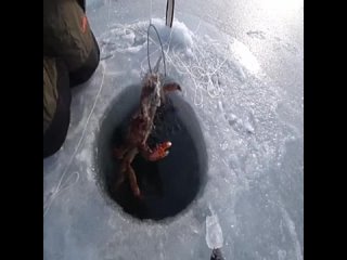 Отличная рыбалка на ледяного краба jnkbxyfz hs,fkrf yf ktlzyjuj rhf,f