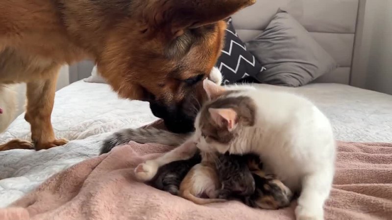 Un berger allemand découvre les nouveau-nés de la maman chat pour la première fois. Magnifique 😻