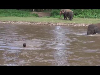 Как плавают слоны