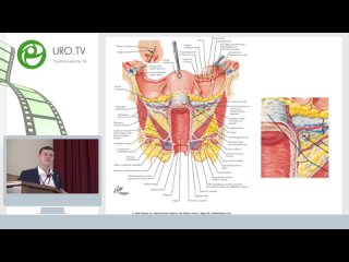 Лекция Шкарупа Д. Д. Функциональная анатомия тазового дна для хирурга