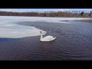 Лебедь на Люлинском озере. Сильный ветер.