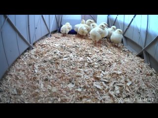 5 day old chicks