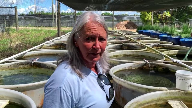 Secrets Shared by an African Cichlid Farmer [Tour]