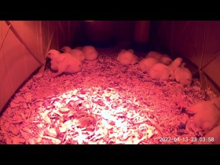 5 day old chicks