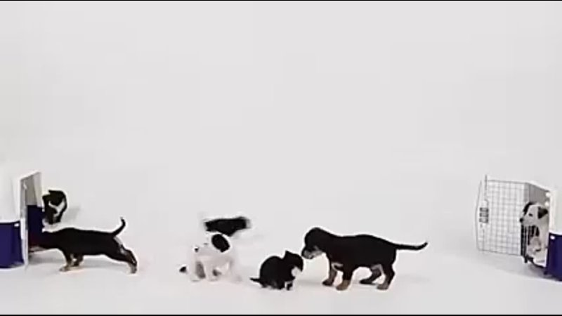 Kittens meet puppies for the first