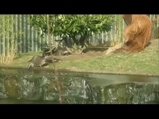 Эпичное сражение - орангутан против выдр!(480p).mp4