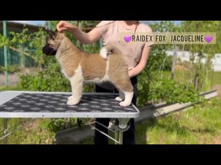 RAIDEX FOX KENNEL