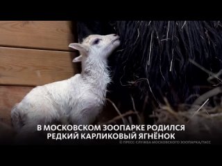 В МОСКОВСКОМ ЗООПАРКЕ РОДИЛСЯ РЕДКИЙ КАРЛИКОВЫЙ ЯГНЁНОК