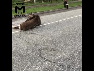 Лосиха и маленький лосёнок выбежали навстречу форду и устроили аварию на проспекте Победы