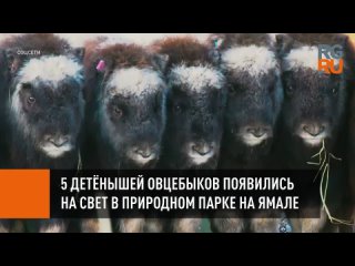 5 детенышей овцебыков появились на свет в природном парке на Ямале